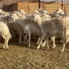 حريات دفيع