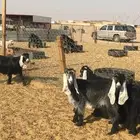 جفرات عوارض طيبه