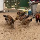 فروخ دجاج براهما للبيع .