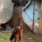 ديك سندي فاخر