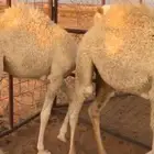 قعدان للبيع