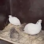 بيض سمان تكساس العملاق