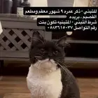 قط للتبني