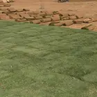 زراعة ثيل