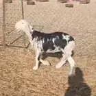 مشروع فحل نجدي فاخر