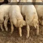 طليان حريات العدد 8