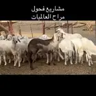 رخال درمانيات صنف