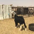 مشروع فحل نجدي صنف فاخر