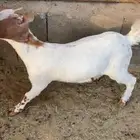 اثنين تيوس للبيع