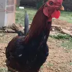 دجاج