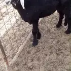 رخل سواكنيه تصلح مقنى