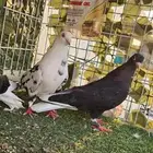 قطيفي معقد توب