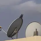 طيرك مفقود كاسكو ببغاء تعال ادخل هنا ان شالله تلقاه