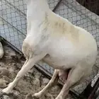 رخل والد