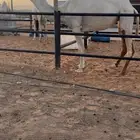بكره وضحى