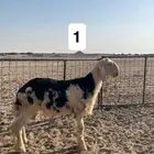 فحل نجدي