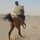 حصان شعبي شيخ ينافس الواهو