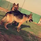 مطلوب انثى جيرمن