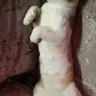 قط للتبني شيرازي وبلدي