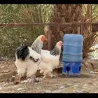 اطقم دجاج براهما