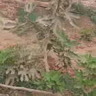 شتلات تين براون تركي