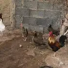 دجاج بلدي بياض