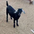 عناق ذبيحه فل شحم للبيع