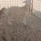 طلي لباني ذبيحة