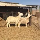 عرض نجد وعيسيات