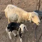 حرية تحته خروف للبيع او بدل