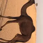 بكره طيبه مجهم