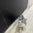 قط لتبني عمره 4 شهور