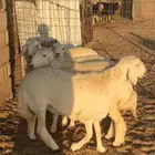 رخال حريات صنف طيبه