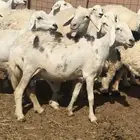 غنم حريات حرش