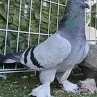 جوز تركي قديم توب