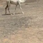 بكره وضحى رمانيه