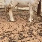 نعجه حريه