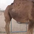 ناقه ملاقي ساحليه باقي لها حول شهرين وناقه عورا