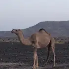 بكره حمرا