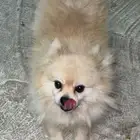 للبيع كلب بومرينيان