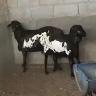 خرفان برابر جذعان ظهورها فل