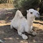 قعود جذع فحل