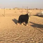 فحل نجدي صنف فاخر