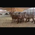 خرفان سواكن درمانية صنف