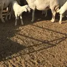 حريات حرش مراح