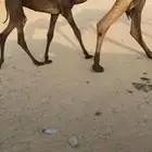 حواره طيبه معها امها علا بعير السميري