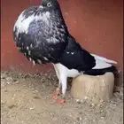 للبيع انثى نفاخ نرويجي ابو هلال
