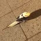 كروان ضايع بحفر الباطن حي ابو موسى الاشعري