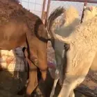 قعدان للبيع قصب العدد 4
