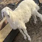 رخل